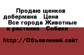 Продаю щенков добермана › Цена ­ 45 000 - Все города Животные и растения » Собаки   